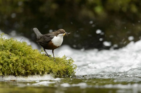 White-throated Dipper