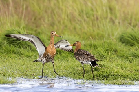 Black-tailed godwits in summer plumage fight