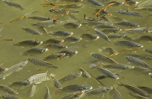 Blue Tilapia