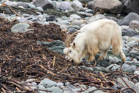 Wild white goat feeding on seaweed on stone beach Isle of Jura