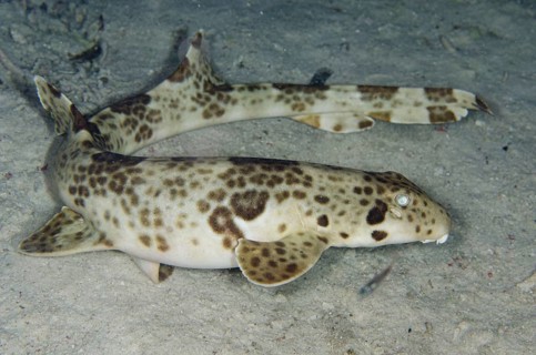 Indonesian indonesian speckled carpetshark