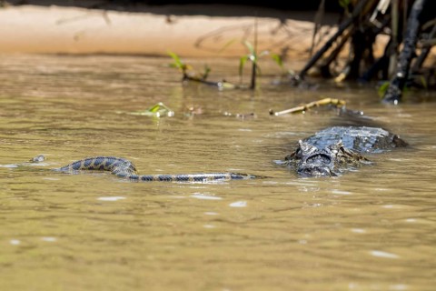 Adult Paraguayan yacare caiman
