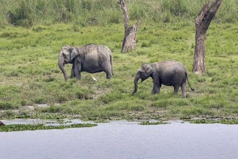 Asian elephant