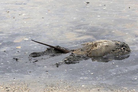 Adult Atlantic horseshoe crab in shallow water with raised tail