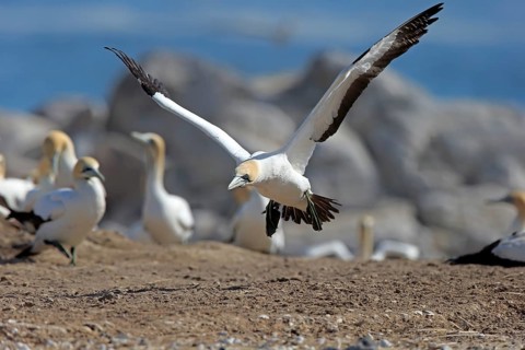 Cape Gannet