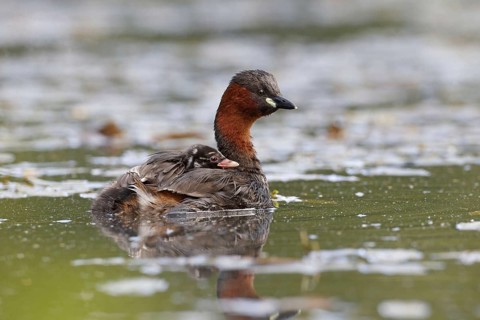 Little grebe