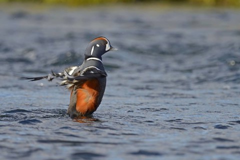 Harlequin duck