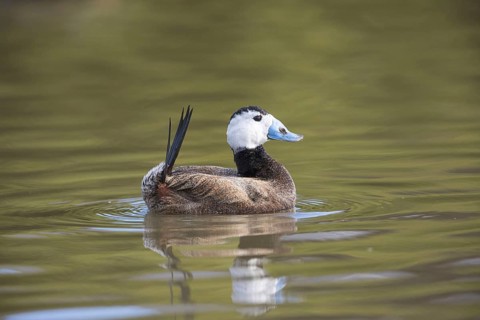 White-headed ducks