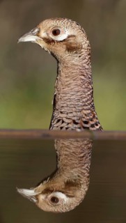 Common Pheasant