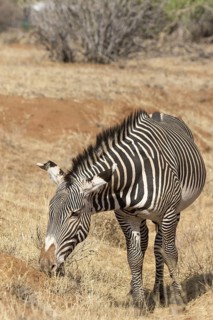 Adult grevy's zebra