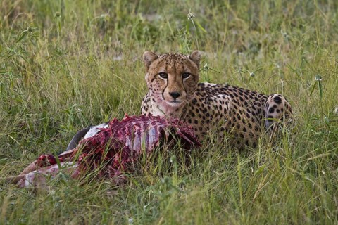 Cheetah