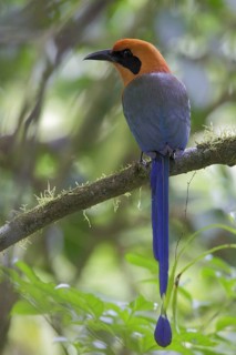 Red rufous motmot