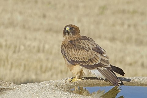 Booted Eagle