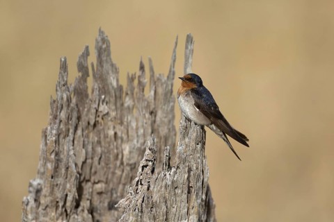 Welcome Swallow