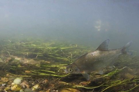 Silver Bream