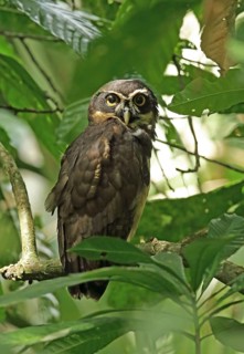 Spectacled Owl