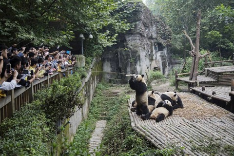 Giant giant panda