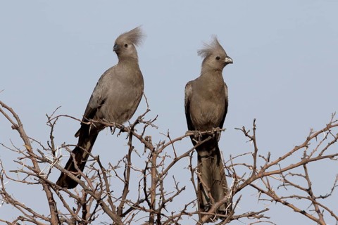 Grey Go-away-bird