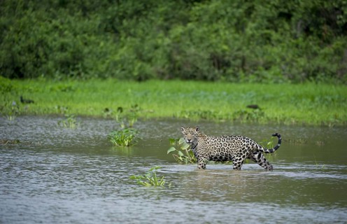 Parana jaguar