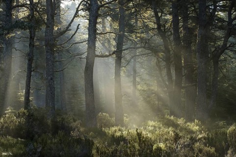 Scots pine