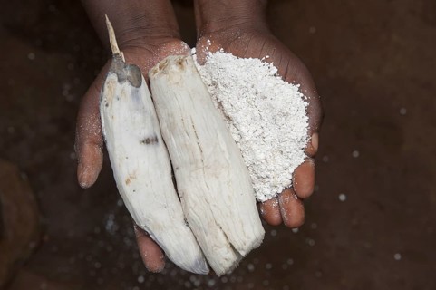 Manioc root and freshly made manioc flour in the hand of a Rwandan lady