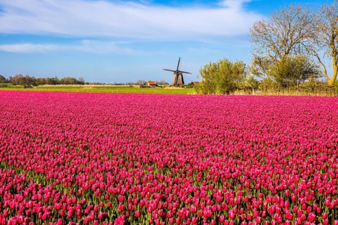 Flowering tulip fields