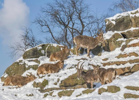 Siberian ibex