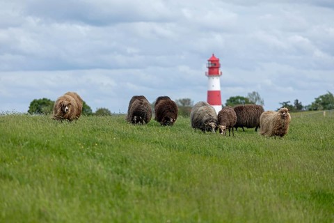Norwegian sheep on the dike
