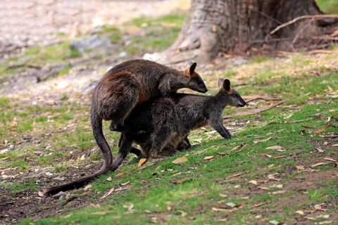 Swamp wallaby