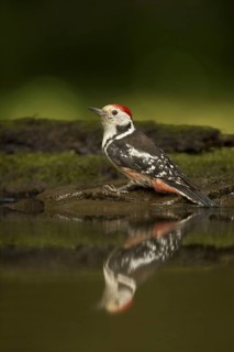 Middle Spotted Woodpecker
