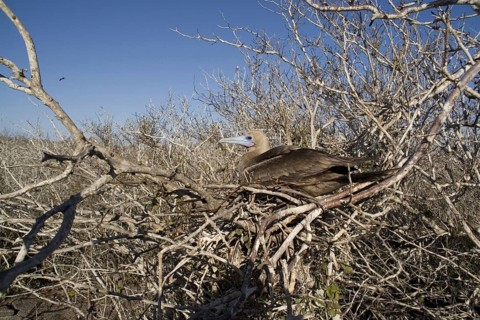 Sula brewsteri brewsteri