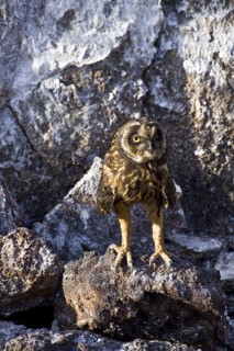 Short-eared owls
