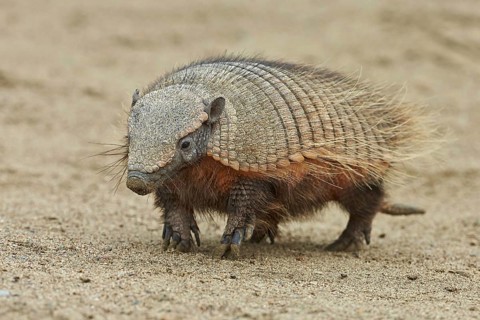 Brown Shaggy Armadillo