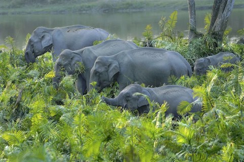 Asian indian elephant