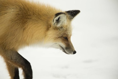 American Red Fox