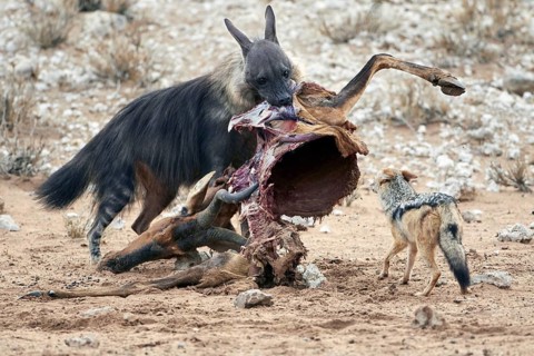 Brown hyena