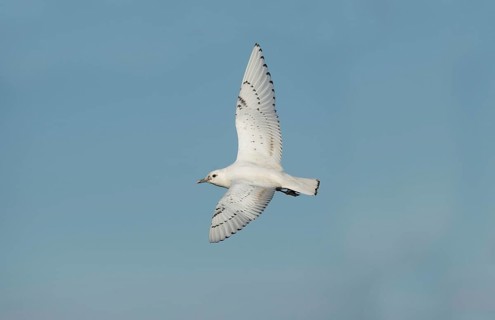 Ivory Gull