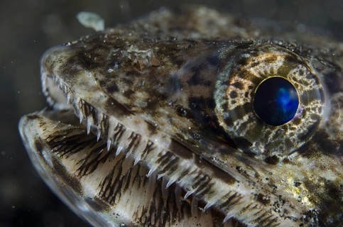 Slender Lizardfish