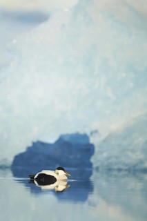 Common eider