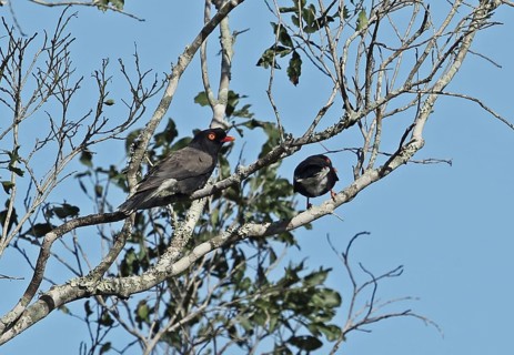 Retz's Helmetshrike