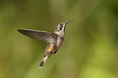 Brown violetear