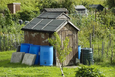 Sheds with rainwater butts on allotments