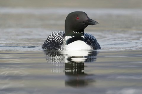 Great Northern great northern loon