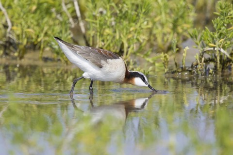 Wilson's Phalarope