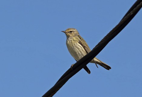 Cape May Warbler