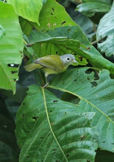 Dwarf Vireo