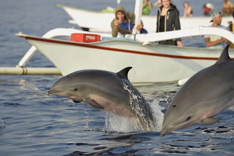 Fraser's Dolphin