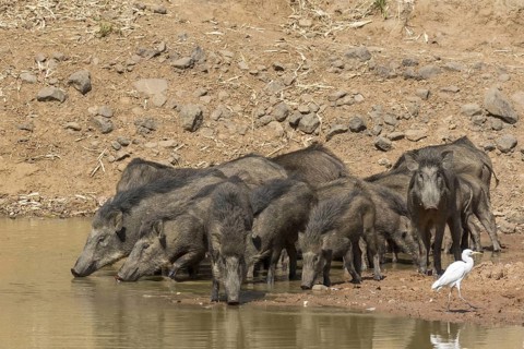 Wild boar