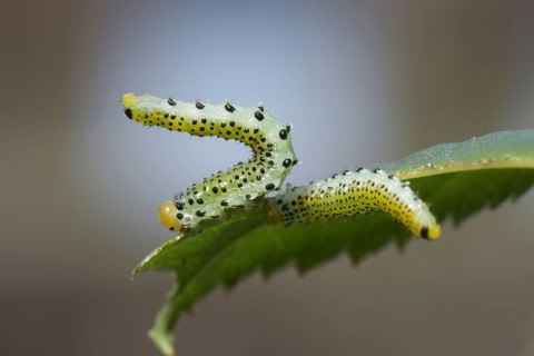 Blue-black Rose Brushhorn Wasp