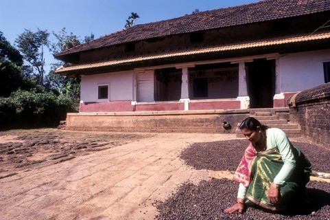 AKodava women drying coffee seed infront of 150 years old Kodava house in Kodagu Coorg